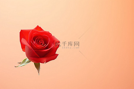 橙色的花背景图片_一朵红玫瑰坐在橙色的背景上