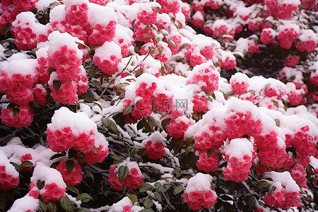 花背景图片_雪花盛开的植物