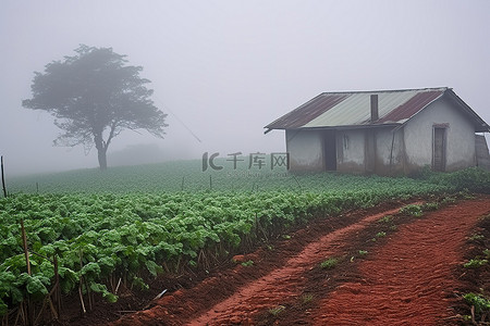 雾气中的小农场