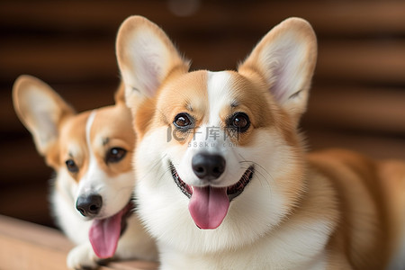 急性关节炎背景图片_柯基犬如何帮助患有关节发育不良的狗
