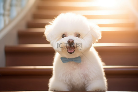 一只白头发的白狗坐在楼梯上