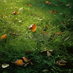 一片叶子被风吹到草地上