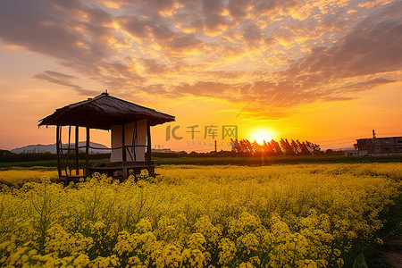 日落时，凉亭俯瞰着一片黄色的花田