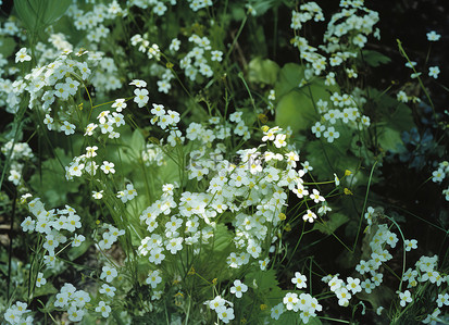 野花背景背景图片_白色的野花与叶子和绿色一起生长