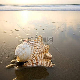 海背景图片_海滩海贝壳在沙子里