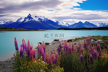 新西兰植物背景图片_山脉耸立在色彩缤纷的开花植物之上，靠近湖泊和山脉