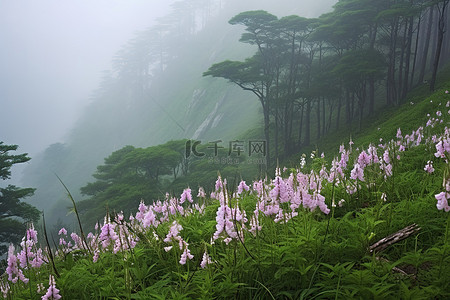 盛开的花gif背景图片_七月中国汕尾，高山边紫罗兰盛开的雾气