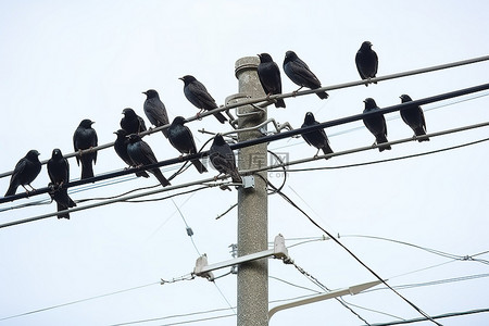 一群山顶的人背景图片_一群黑鸟坐在白宫旁边的电线上