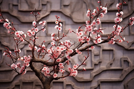 砖砌建筑上的樱花树盛开