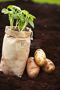 土豆放烧杯里背景图片_将装有泥土的纸袋中的两个土豆放入单独的袋子中