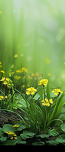地上生长的杂草和黄色的小花