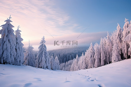 冬季的树背景图片_冬季风景肖像罗马尼亚雪树夏季森林沙prvnjata山