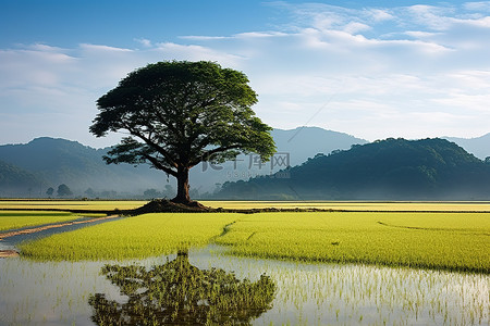 韩国圆背景图片_一棵树矗立在美丽的稻田中央