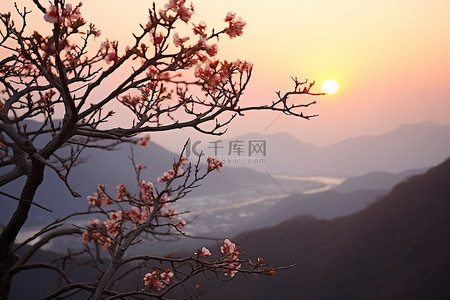 花背景图片_夕阳照在山谷上美丽的花朵上