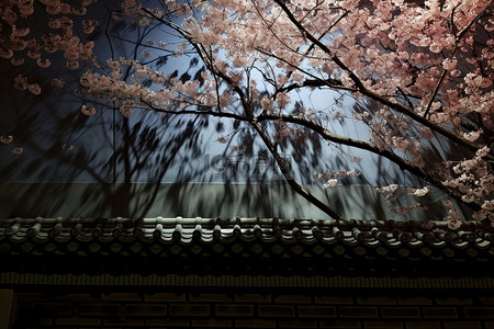 夜晚的樱花树背景图片_墙和光源前的樱花树