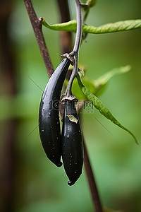 黑胡椒炒面背景图片_植物树枝上的黑胡椒