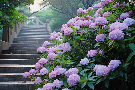 夏天植物花朵背景图片_一组楼梯人行道和开着紫色花朵的灌木丛