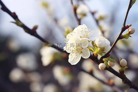 白色的花朵背景图片_树枝上盛开的花朵，开着白色的花朵
