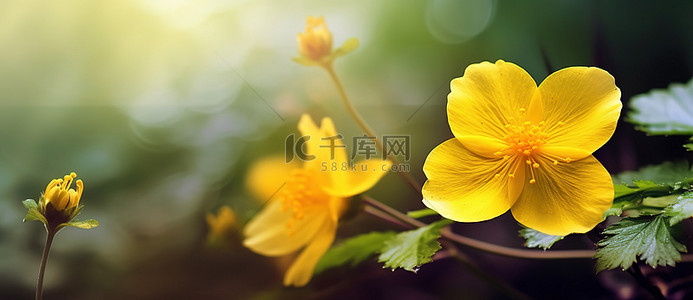 两朵黄色的花，上面有叶子，背景郁郁葱葱