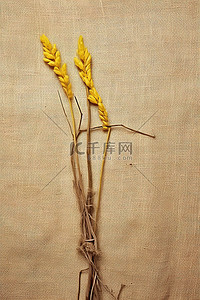 一块麻布背景图片_一块麻布上的黄色茎
