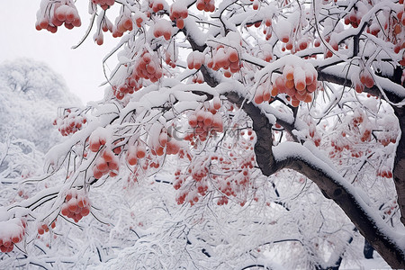 积雪覆盖的树木与粉红色的石榴