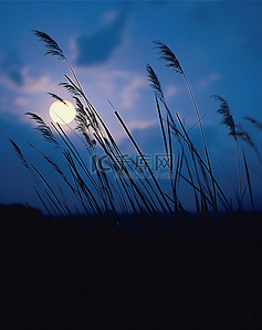 日出蓝天背景图片_蓝天映衬下的草的剪影