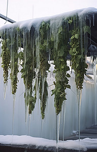 绿色植物特写背景图片_一座大冰桥，里面有绿色植物