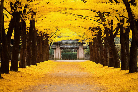 黄色的树叶和树木排列在公园里