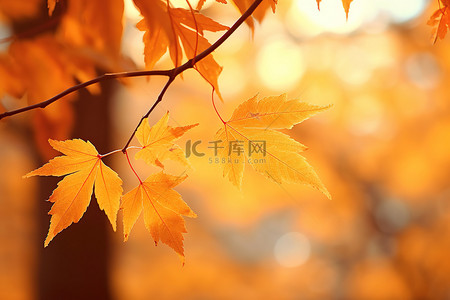 秋天的树叶 秋天的树叶