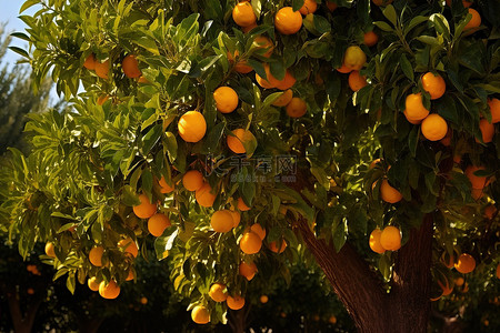 果实图片背景图片_橙树果实