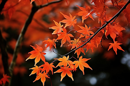 树叶免费背景图片_日本的秋天 日本枫树 gtg 免费图像