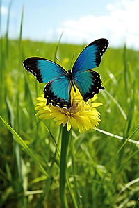 飞翔的蝴蝶背景图片_一只大蝴蝶坐在绿色的田野上，张开翅膀飞翔