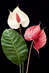 大红色花朵背景图片_三株有两片大叶子和红色和粉色花朵的植物