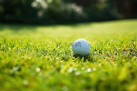 高尔夫球场上的绿色草地上的高尔夫球