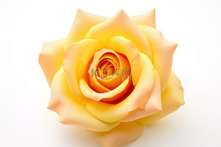 白色背景上的一朵黄玫瑰