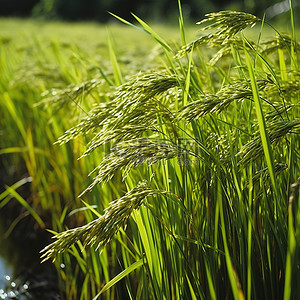 稻田地背景图片_一片稻秆在地上的田地