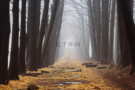 秋天都是背景图片_一条长长的小路，两旁都是倒在地上的树木