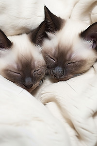 两只暹罗小猫睡在一个枕头里