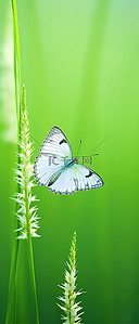 一只白色的蝴蝶坐在绿色背景旁边的草地上