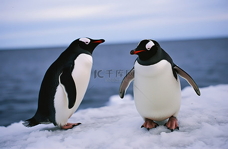 两只长着大嘴和黑色长毛的企鹅