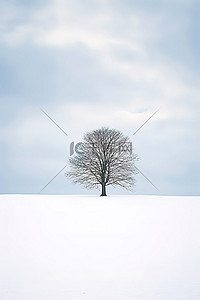 雪地雪景背景图片_雪地里的一棵树，作者：evgeniy rybolovsky Stocky United