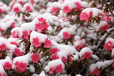 一朵红色的花，有白雪覆盖的灌木