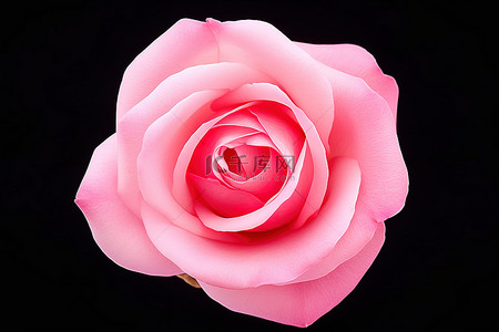白色背景上的粉红玫瑰