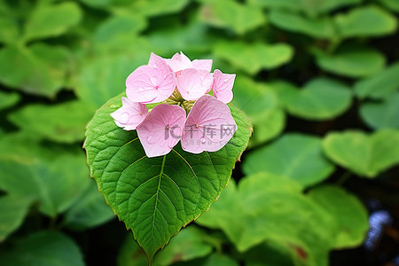 夏天绿叶植物背景图片_粉红色花朵后面的绿叶