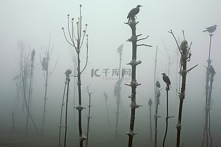 鸟儿的秘密背景图片_这张照片是雾气中栖息在杆子上的鸟儿