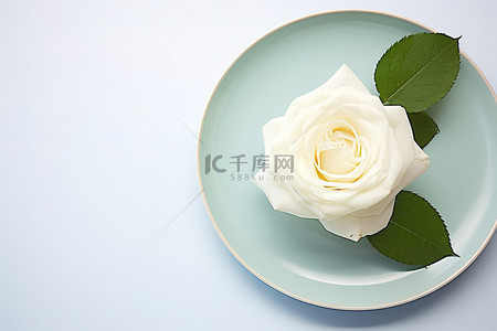 一朵白玫瑰坐在蓝色的盘子上