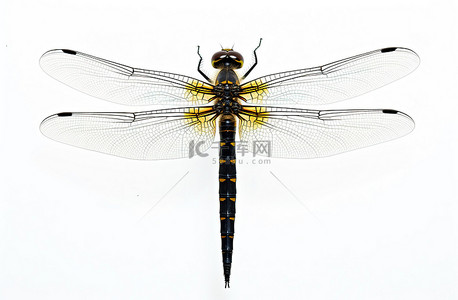 坐在腿上背景图片_一只长腿蜻蜓坐在白色背景上
