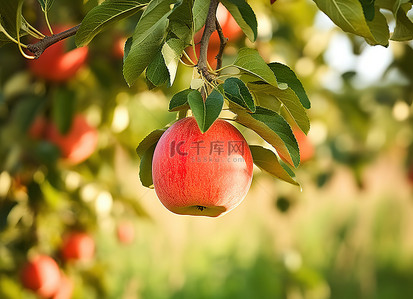 苹果表盘背景图片_苹果园树枝上的苹果图片