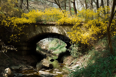 偏僻背景图片_桥旁生长的花朵和偏僻森林中的树木