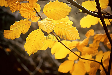 秋天的黄叶 Joanne Krystal 美术版画